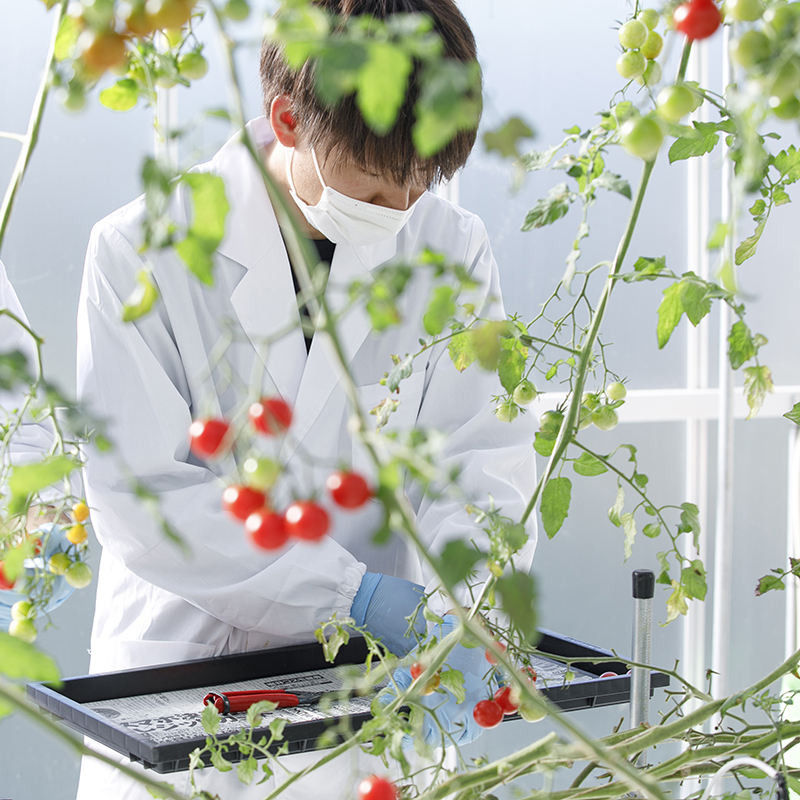 「植物工場」白衣でミニトマトの収穫中！