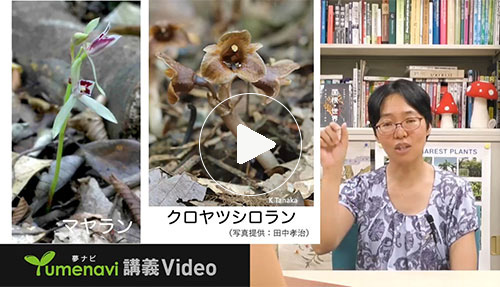 キノコを食べる植物！？ラン科植物と菌類の不思議な関係｜佐賀大学 辻田 有紀 先生