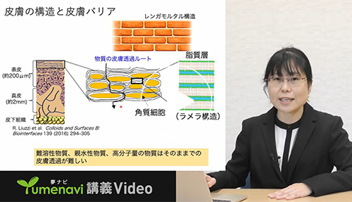化粧品はどうやって肌に届く？皮膚浸透メカニズムの研究｜佐賀大学 櫻木 美菜 先生