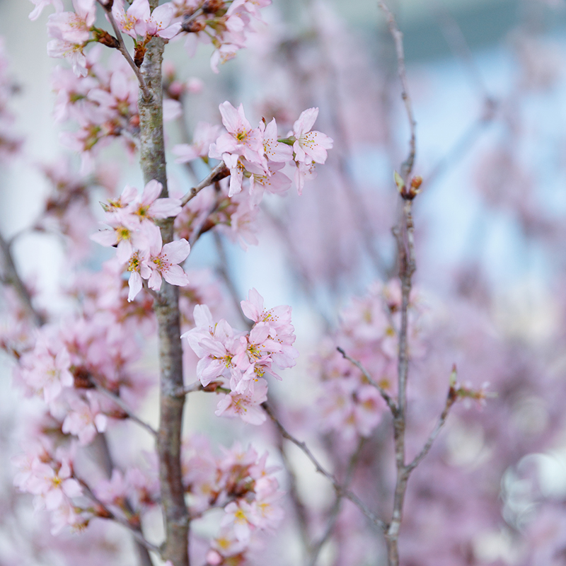 春にはあちこちで桜が満開に。
